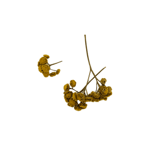 Ouvrir l&#39;image dans le diaporama, Fleur de tanaisie du Québec
